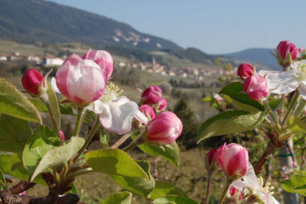 Paese di Cloz